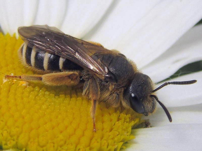 Halictus rubicundus, femmina (Apidae Halictinae)